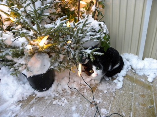 Herkules i snoen