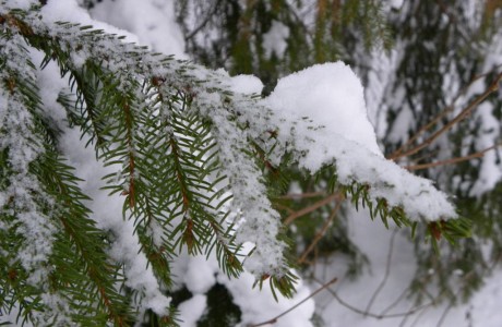 Snow on wintergreen