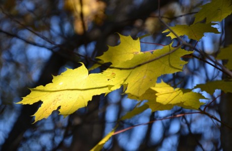 Leaves on tree