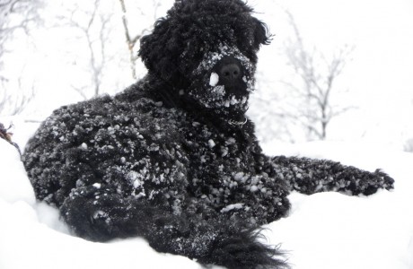 Dog loving the snow