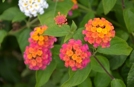 Tricoloured flower