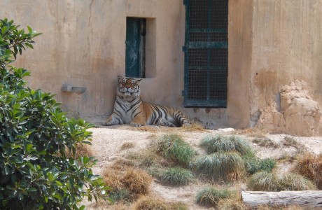 Imprisoned tiger