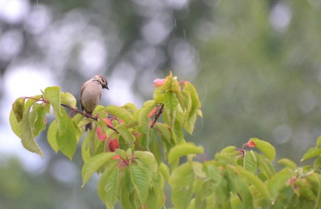 Sparrow in the rain