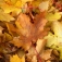 Fall colours