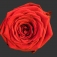 Variations of a red rose