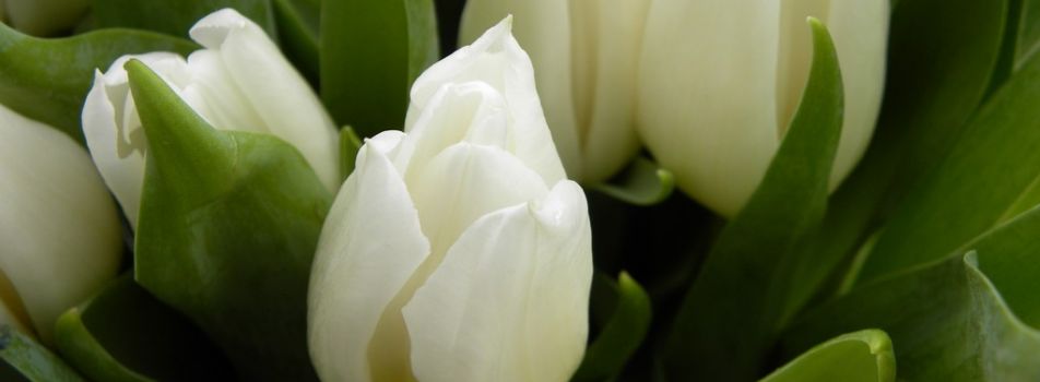 White tulips