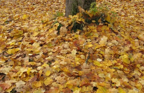 Autumn 2008